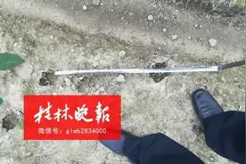 网传桂林一村庄有老虎出没？森林公安就此事作回应图片