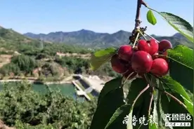 济南南部山区大樱桃即将甜蜜上线！采摘路线看这里图片