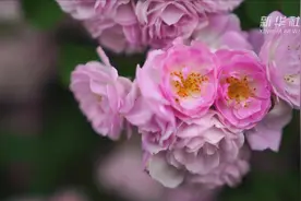 河北邢台：蔷薇花开迎初夏视频封面