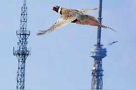 真大牌！俩野鸡街上“散步”，还会走斑马线图片