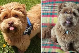 英国4岁宠物犬因“吐舌”走红 主人计划为其开社交账号图片