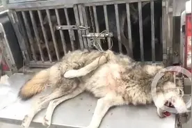 鄂州出逃动物遭猎犬围捕毙命怎么回事 详细经过现场图太残忍了图片