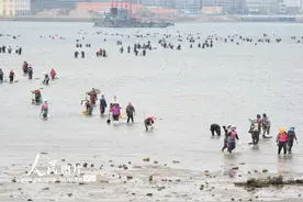 青岛：恰逢天文大潮 市民赶海忙图片