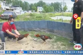 从小痴迷斗鸡，菏泽大哥建培育基地靠养斗鸡致富，一只能卖三四千视频封面