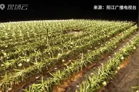 火龙果田里点上了2万盏灯 这又是啥黑科技？视频封面