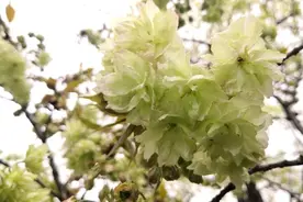 杭州新打造两条樱花大道 新增品种包括樱花界“熊猫”郁金图片