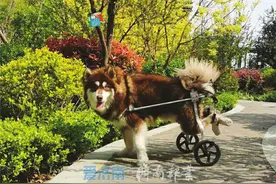 瘫痪阿拉斯加犬“重生”变身附近小“网红”图片