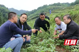 永顺县龙珠村“1+1+4”模式引领脱贫群众长期致富增收图片