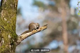 今日影像｜99张松鼠写真+一份西湖边寻鼠攻略，送给你图片
