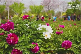 河南三门峡：千亩芍药花开烂漫吸引游人视频封面