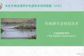 水生生物资源养护先进技术：牡蛎礁生态修复技术图片