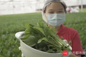 揭秘广州植物工厂，一株菜从种植到收获只需半升纯净水图片