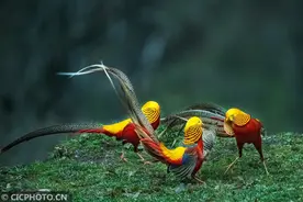 红腹锦鸡林中戏图片