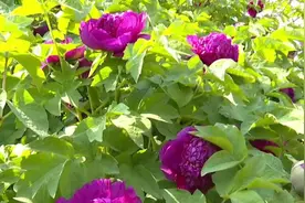 55秒丨48年树龄的巨型牡丹覆盖半个院子 花香四溢冠绝群芳视频封面