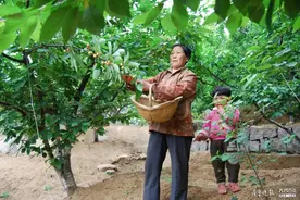 红彤彤的大樱桃可以采摘啦，邹城这几家樱桃园很不错图片