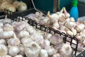大蒜价格连续四周下跌 今年的“蒜盘”挺难打图片