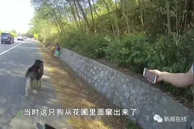 广西高速路上6车连环追尾，就因一条狗窜出来……图片