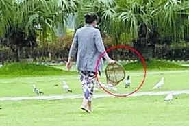 受惊吓 遭追赶 被偷抓，厦门白鹭洲鸽子：我太难了图片