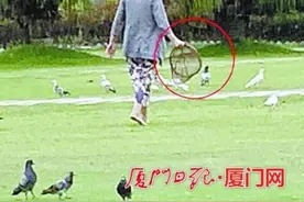 受惊吓 遭追赶 被偷抓，厦门白鹭洲鸽子：我太难了图片