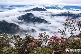 秦楚古道的杜鹃花开好了，就等你来图片