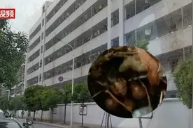 真会找地！疫情期小鸟在晾晒内裤筑巢生蛋 网友：好兆头图片