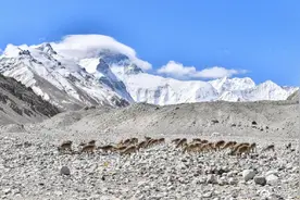 珠峰附近的雪域精灵图片