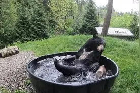 猛兽戏水！黑熊洗澡视频走红网络图片