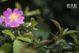 初夏时节，野蔷薇开视频封面