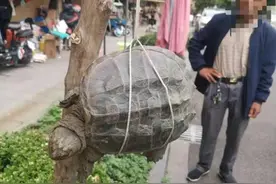 宁波一大爷路边捡到大龟，竟是杀伤力极强的鳄龟图片