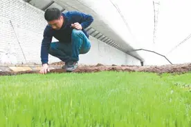 格尔木市成功引种培育出“海水稻”图片