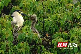 镜头记录鸟类的母爱 网友：万物有灵，向每一位伟大的母亲致敬图片