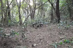 鲁迅先生笔下的猹，出现了图片