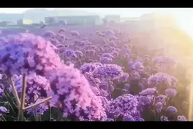 网红打卡新领地！柳州千亩紫色花海开放图片