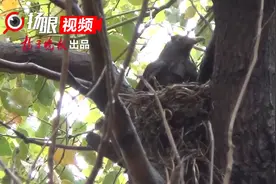 南京一小区飞来瑞典国鸟，安家育雏演绎母子深情图片
