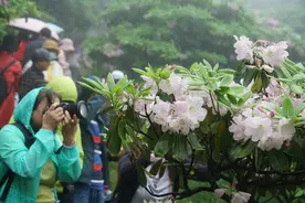 美美美！天台山千亩野生杜鹃花迎客开图片