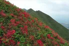 网约湘游丨临武金仙寨：高山红杜鹃迎来盛花期图片