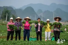 靠你了，西洋菜！图片