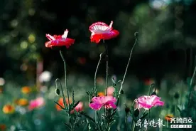 风姿绰约的虞美人图片