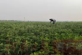 叶县：小小中药材 致富“金药方”图片