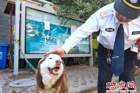 想主人会流泪还会看红绿灯 谁的哈士奇丢了快来领啊图片