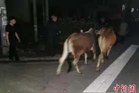 仨牛集体“越狱”公路撒欢 民警连哄带骗捉拿“归案”图片