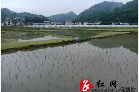 保靖县复兴镇甘溪村“五业并举”力促脱贫户“巩固提升”图片