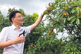 出口欧美市场、畅销国内各地……广东荔枝最近好忙图片