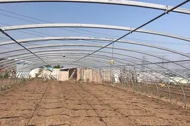 潍坊寿光市文家街道：独根红韭菜的“品牌兴农”之路图片