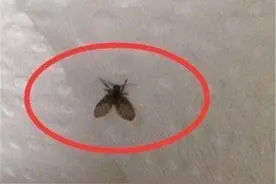 卫生间里常看到的小黑虫是什么？虽然不咬人，但传播细菌极快图片