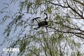 业内人士谈深圳海南无人机合规新阶段：飞手有法须遵 执法有律可宣图片