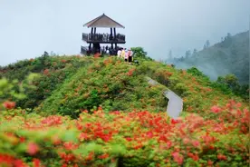 围山杜鹃红图片