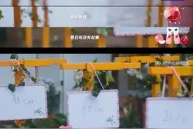 女团选秀，先看腰围？图片