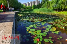 睡莲绽放 鲜花盛开！洛阳兴洛湖公园美如画图片