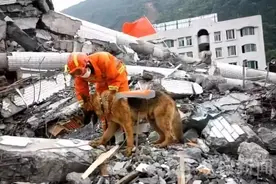 它两岁救出15人！汶川地震搜救犬沈虎雕像落成，训导员泣不成声图片